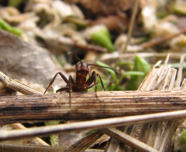 муравьи работают по TCP/IP