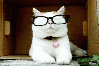 вызов ветеринара на дом