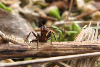 муравьи работают по TCP/IP